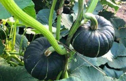 网红吃瓜爆料大全怀孕,揭秘娱乐圈怀孕大事件 第2张 网红吃瓜爆料大全怀孕,揭秘娱乐圈怀孕大事件 第2张