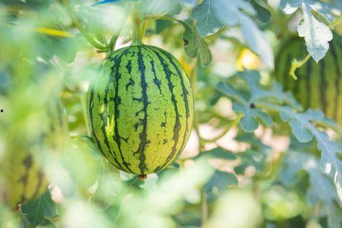 娱乐圈吃瓜最好的地方,揭秘吃瓜圣地,一网打尽热门事件 第3张 娱乐圈吃瓜最好的地方,揭秘吃瓜圣地,一网打尽热门事件 第3张